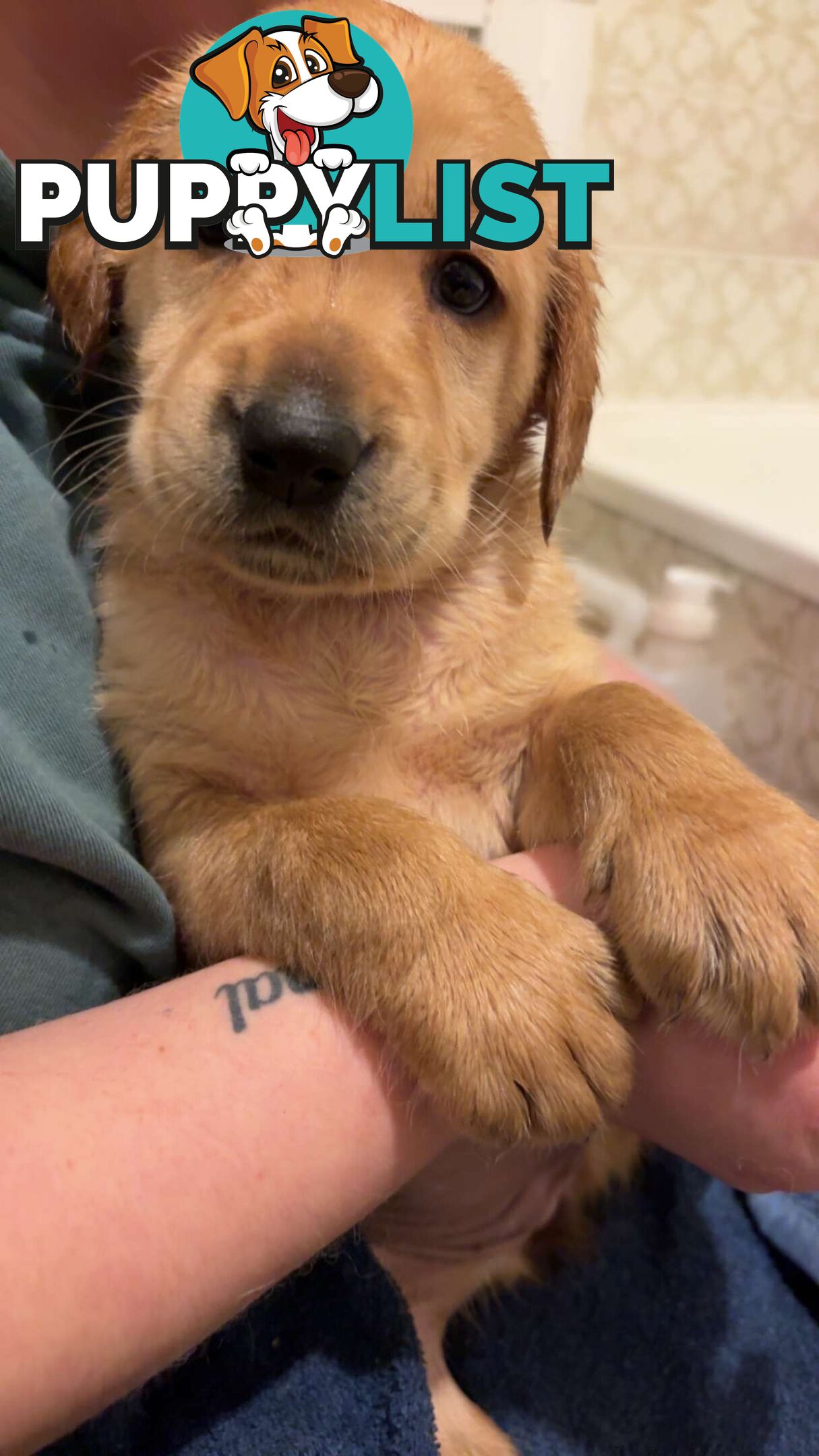 Labradoodle puppies for sell