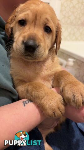 Labradoodle puppies for sell