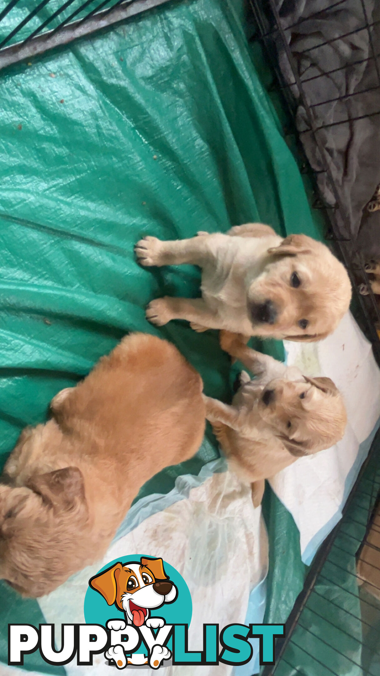 Labradoodle puppies for sell
