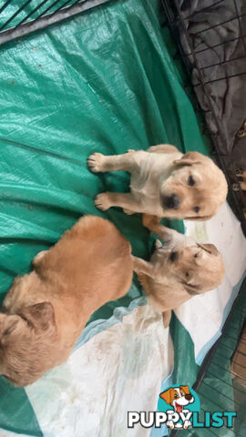 Labradoodle puppies for sell