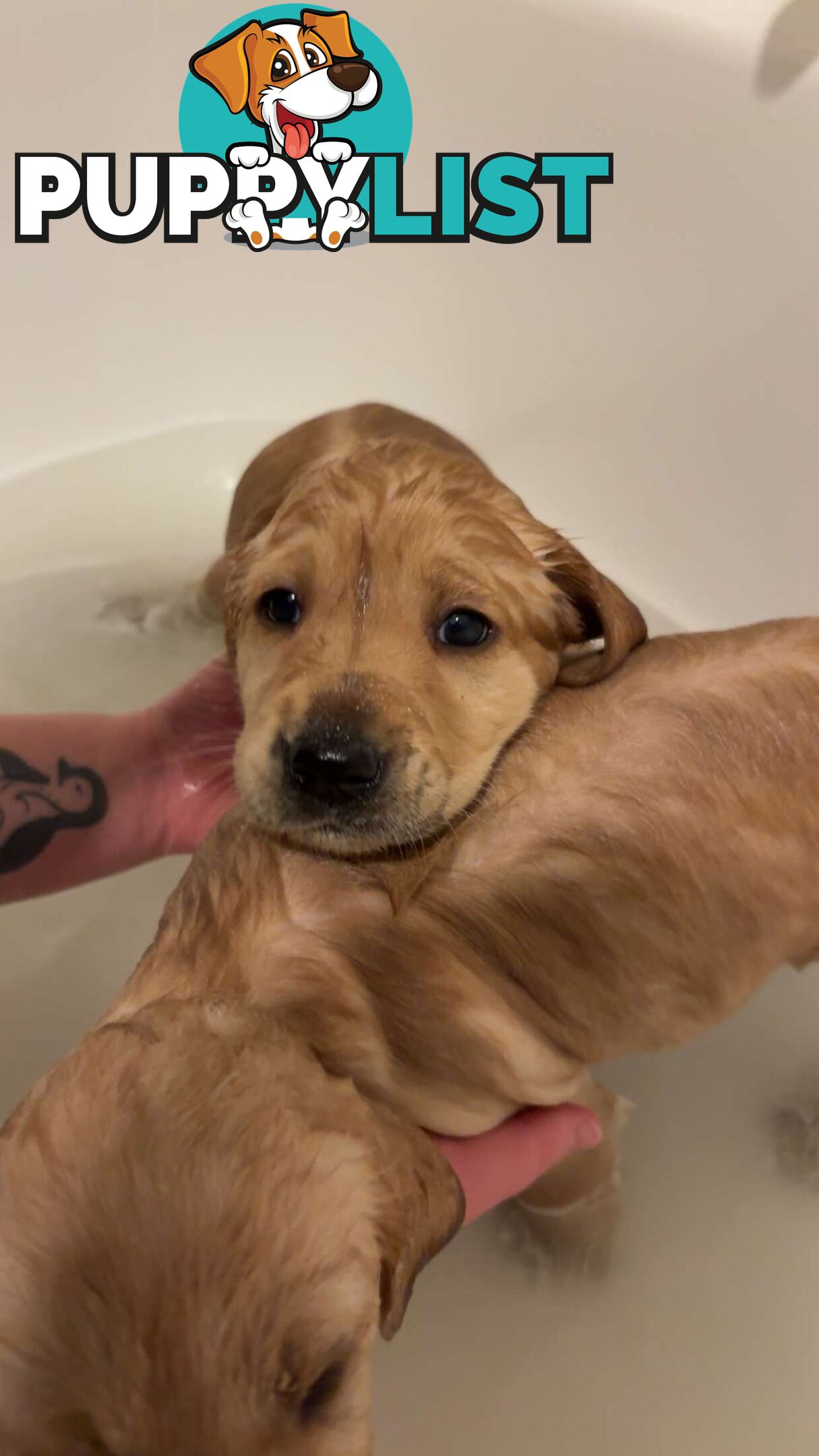 Labradoodle puppies for sell