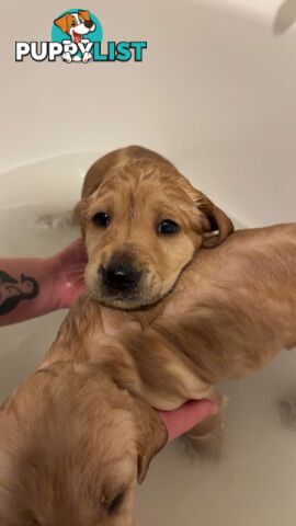 Labradoodle puppies for sell