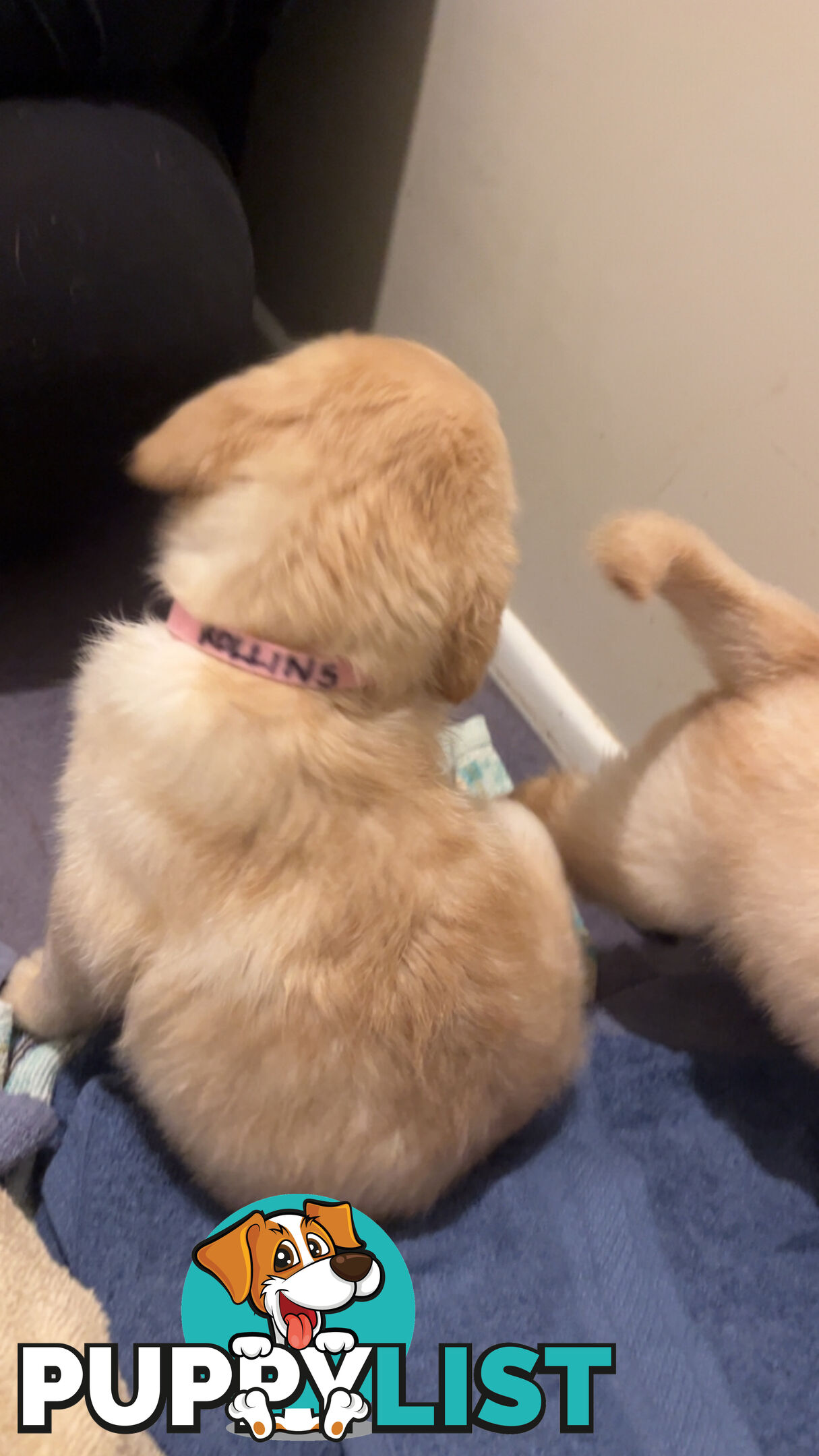 Labradoodle puppies for sell