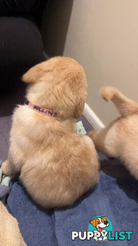 Labradoodle puppies for sell