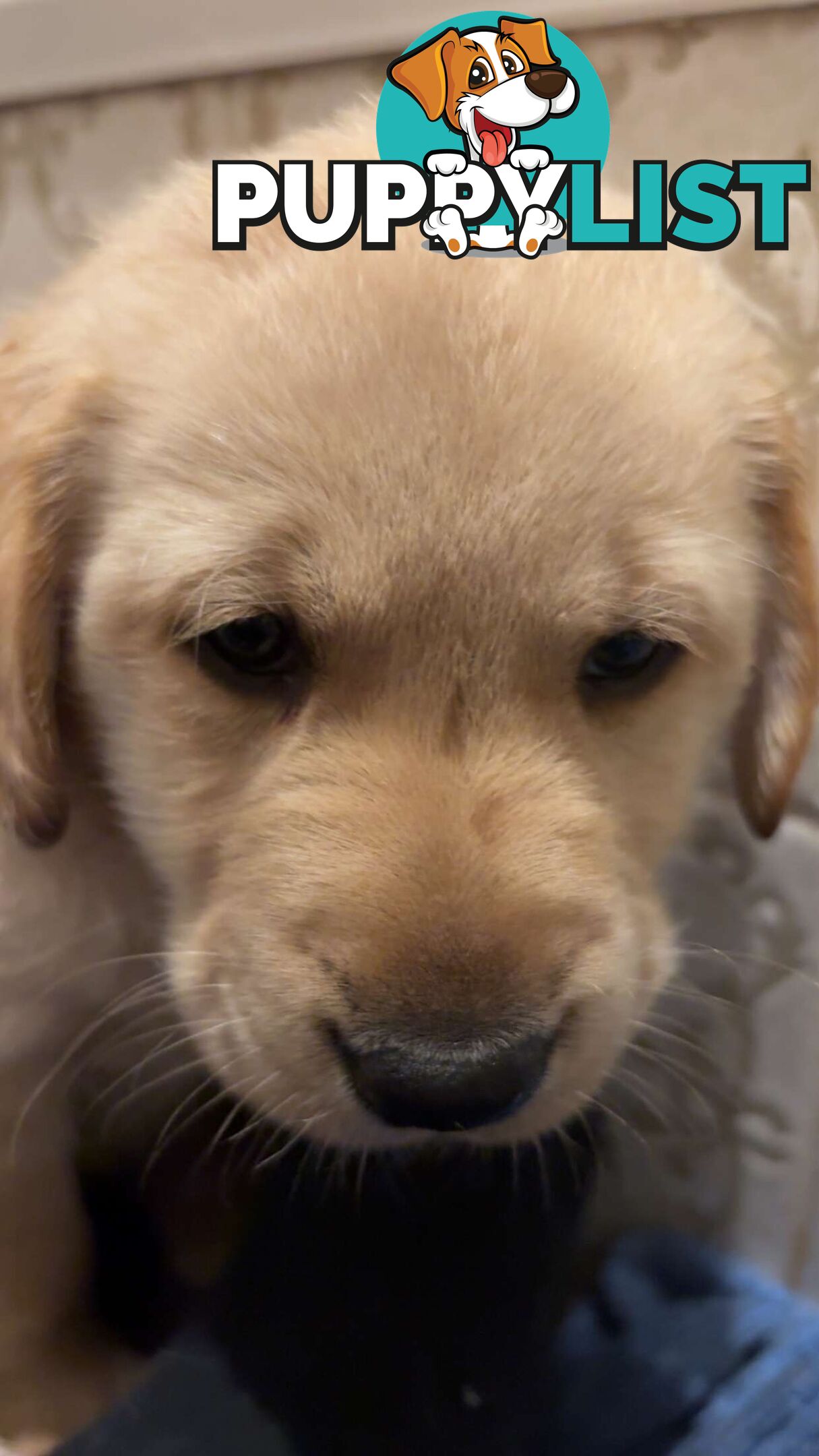 Labradoodle puppies for sell