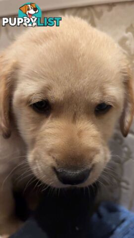 Labradoodle puppies for sell