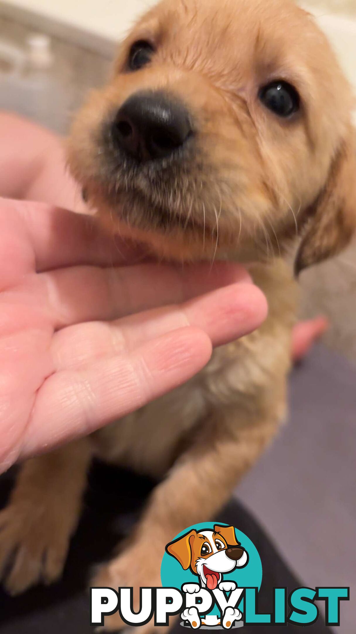 Labradoodle puppies for sell