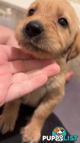 Labradoodle puppies for sell