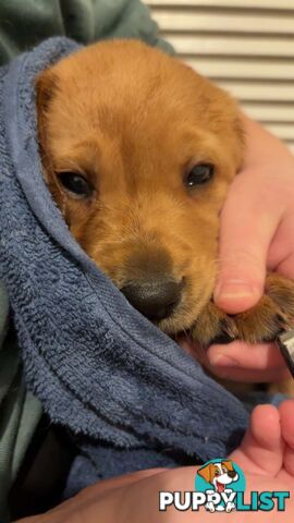 Labradoodle puppies for sell