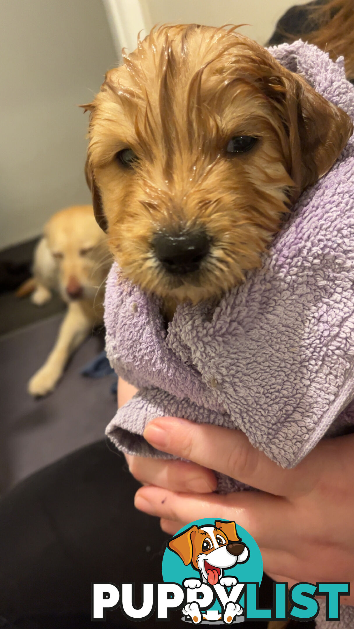 Labradoodle puppies for sell