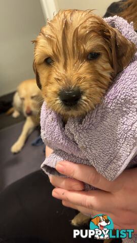 Labradoodle puppies for sell
