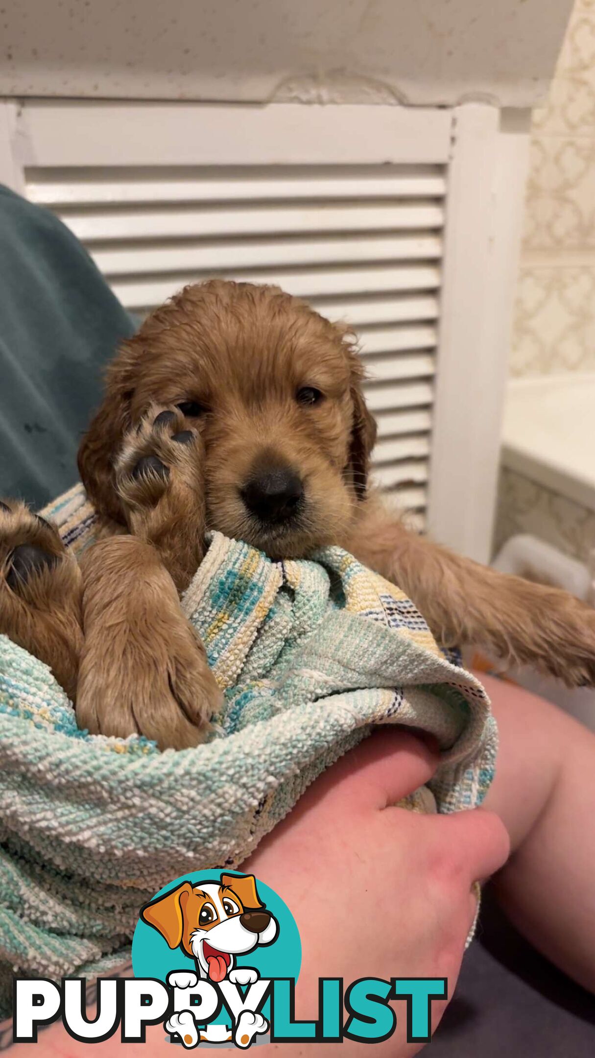 Labradoodle puppies for sell