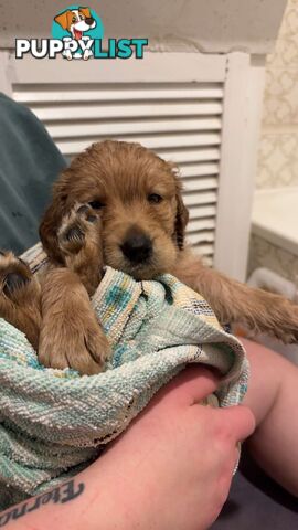 Labradoodle puppies for sell