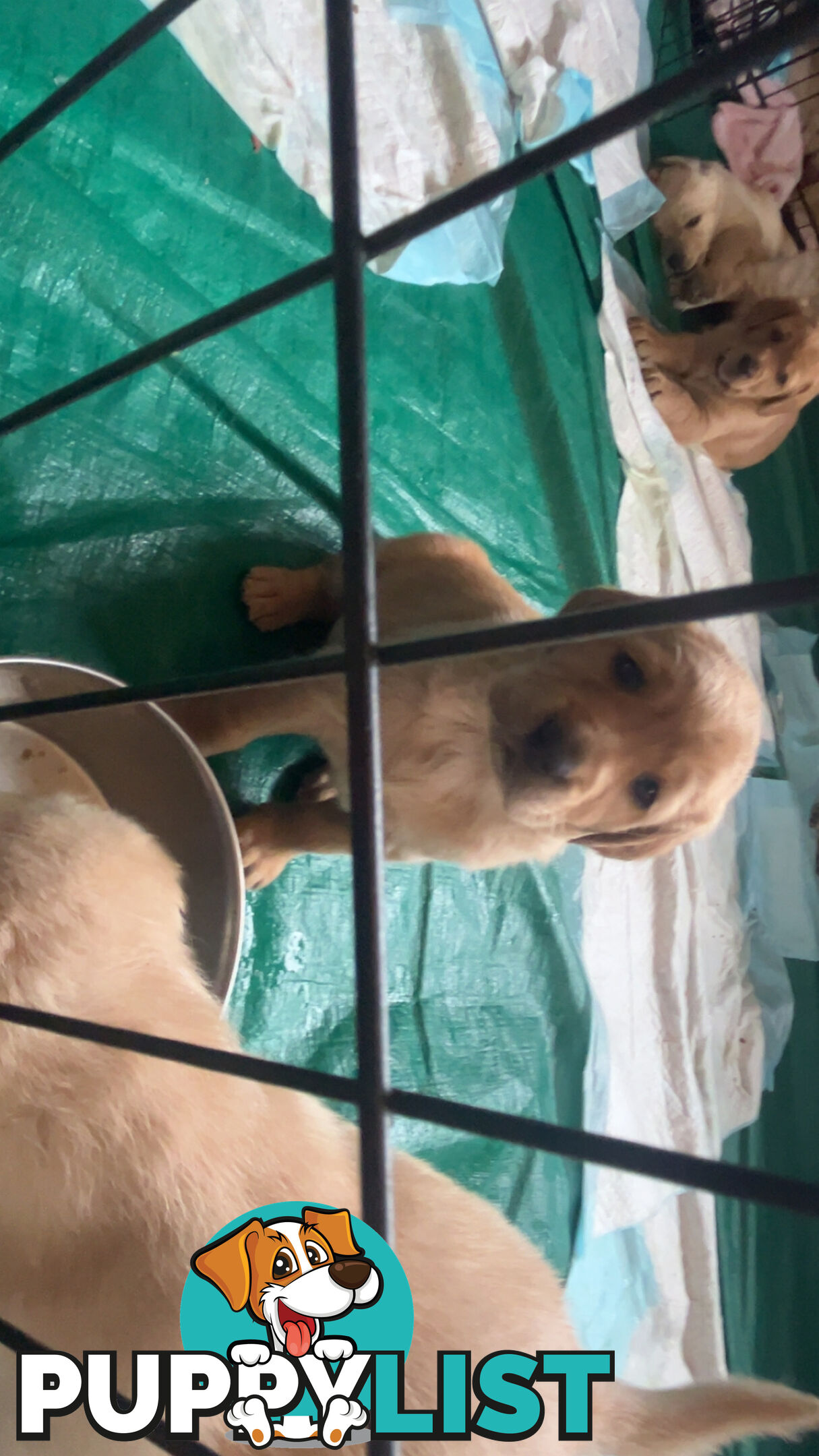 Labradoodle puppies for sell