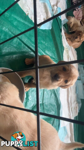 Labradoodle puppies for sell