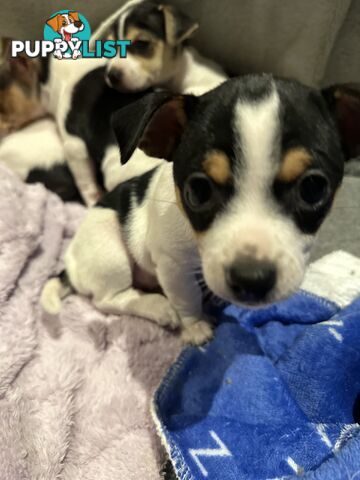 Miniature Fox Terrier Puppies