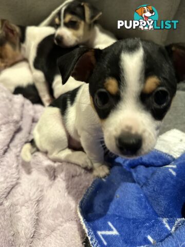 Miniature Fox Terrier Puppies
