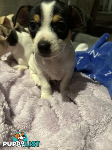 Miniature Fox Terrier Puppies