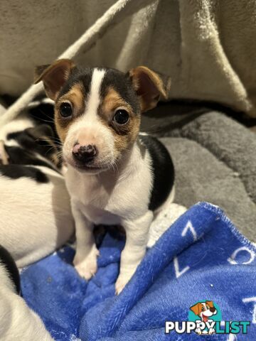 Miniature Fox Terrier Puppies