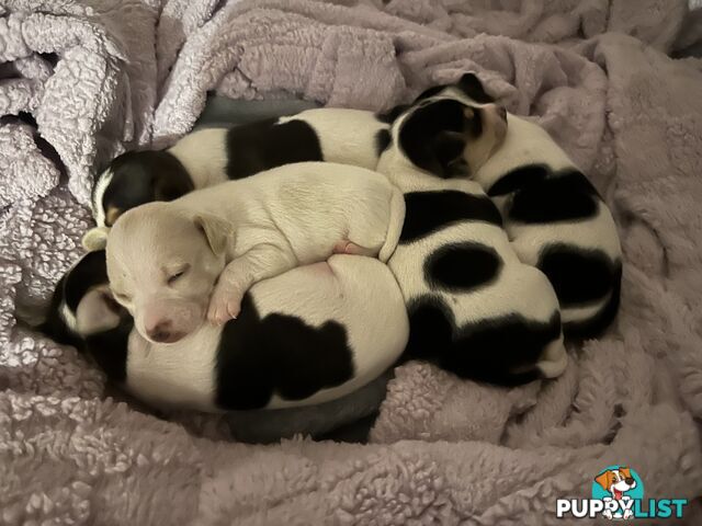 Miniature Fox Terrier Puppies