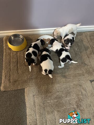 Miniature Fox Terrier Puppies