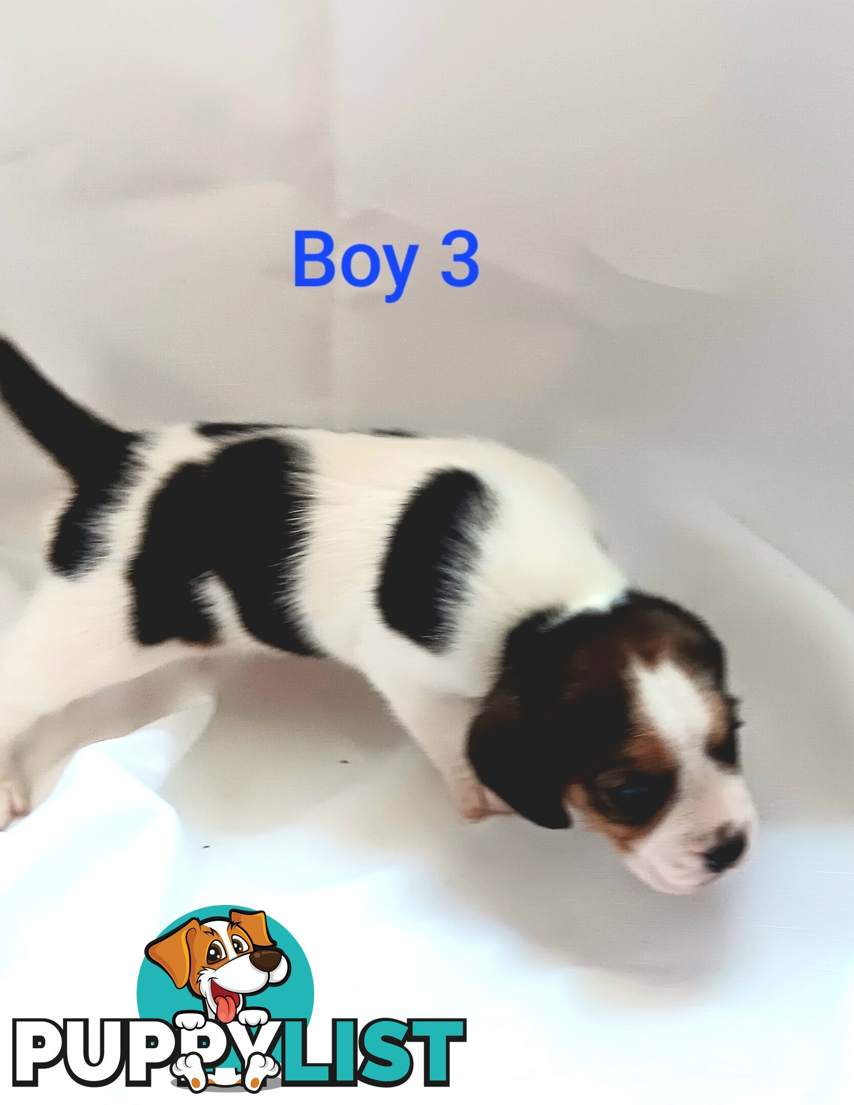 Purebred Beagle puppies for Sale