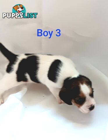 Purebred Beagle puppies for Sale