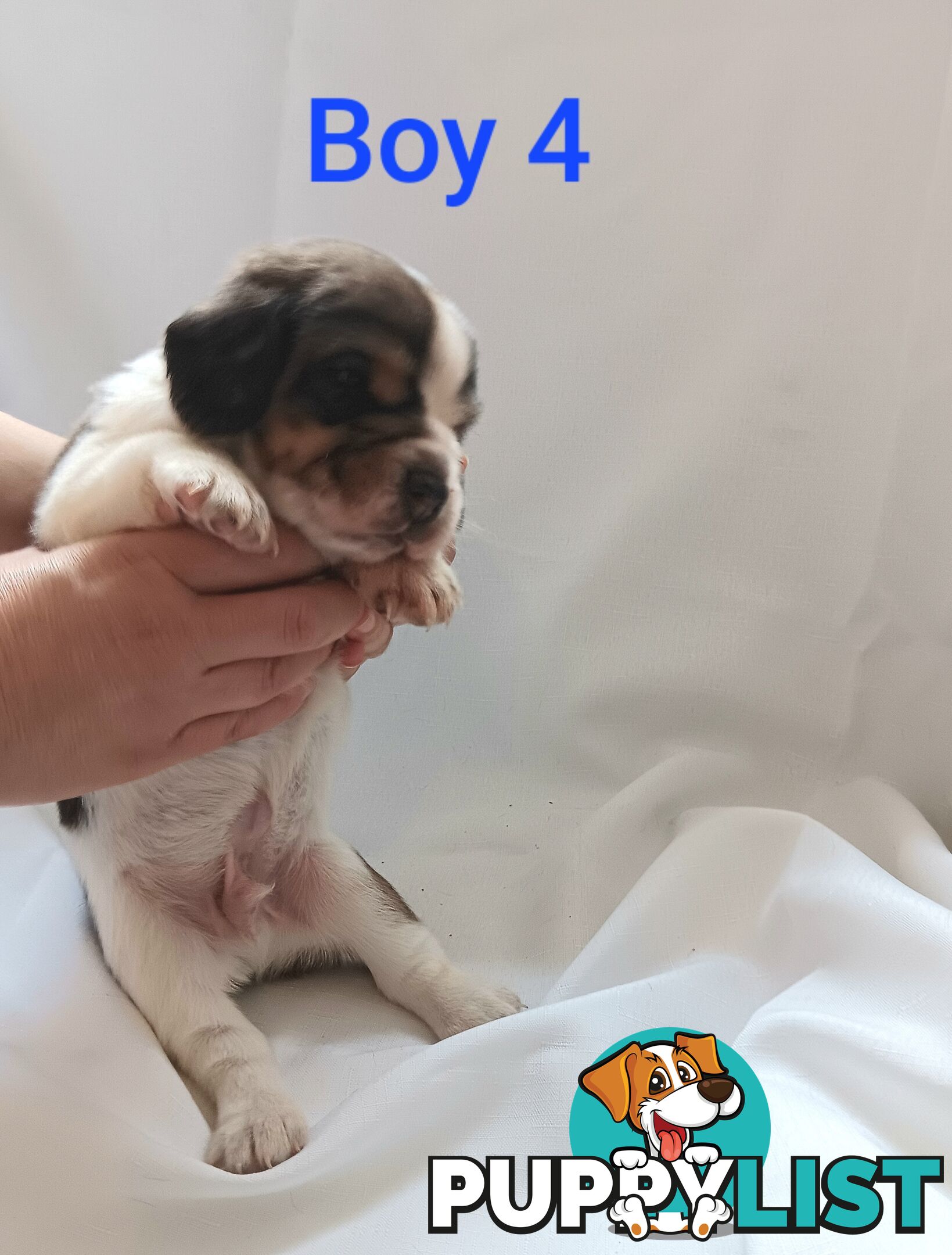 Purebred Beagle puppies for Sale