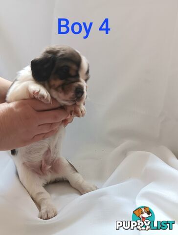 Purebred Beagle puppies for Sale