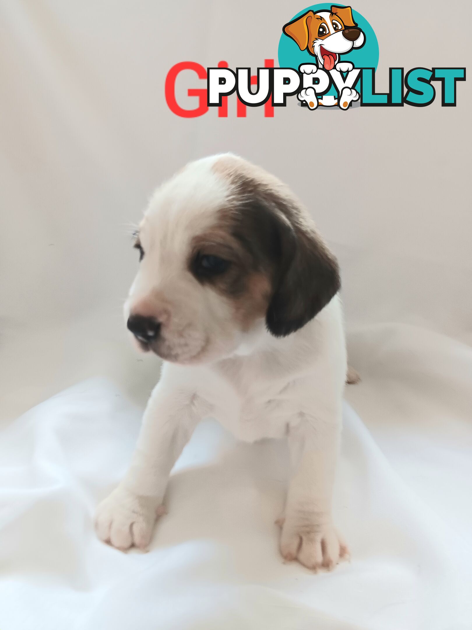 Purebred Beagle puppies for Sale