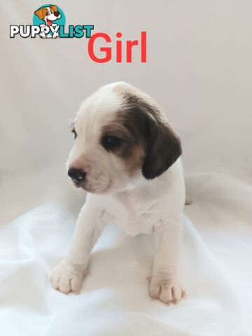 Purebred Beagle puppies for Sale