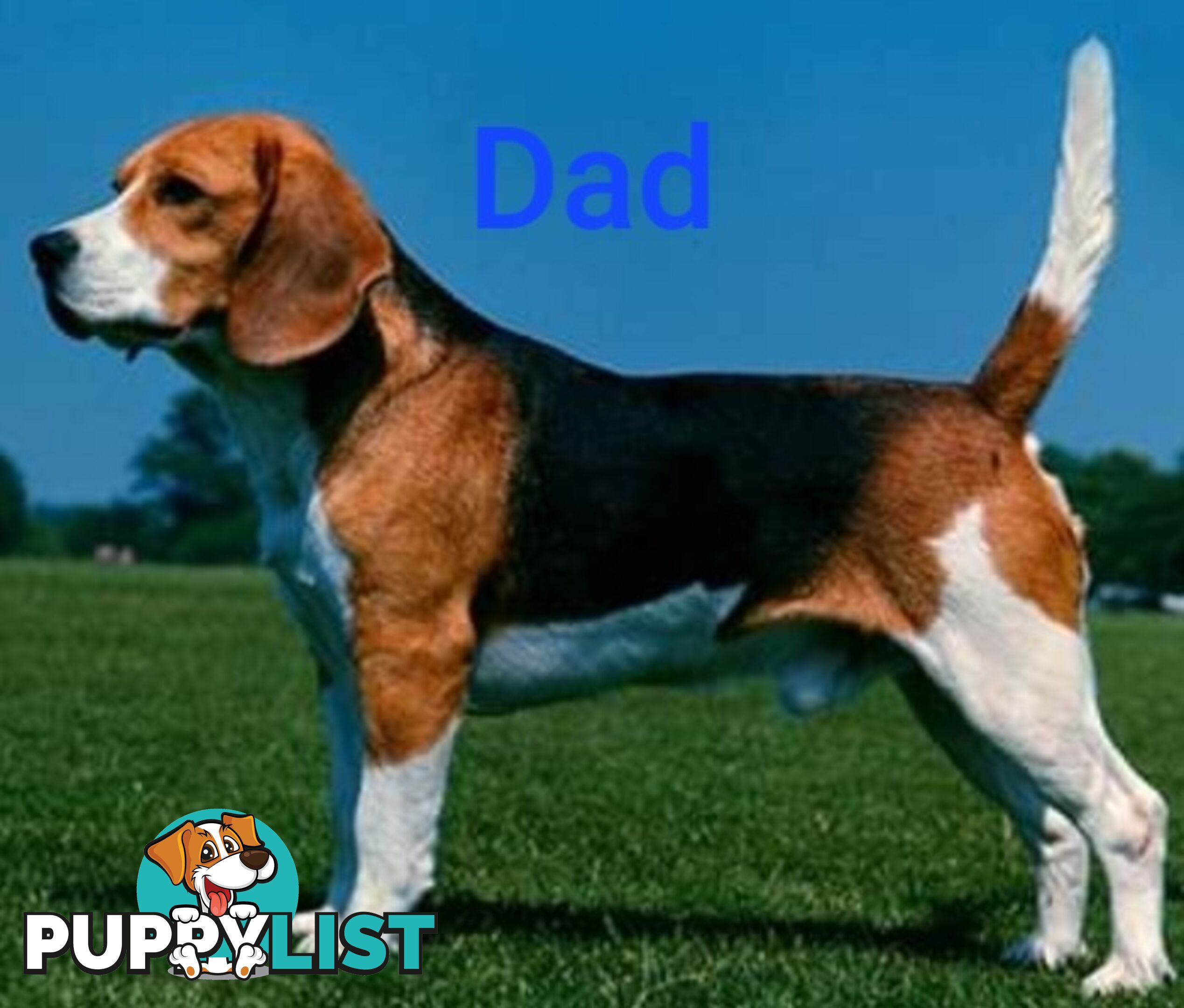 Purebred Beagle puppies for Sale