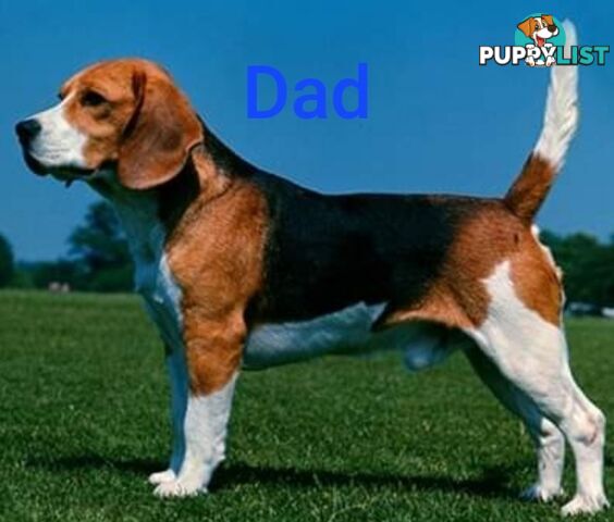 Purebred Beagle puppies for Sale