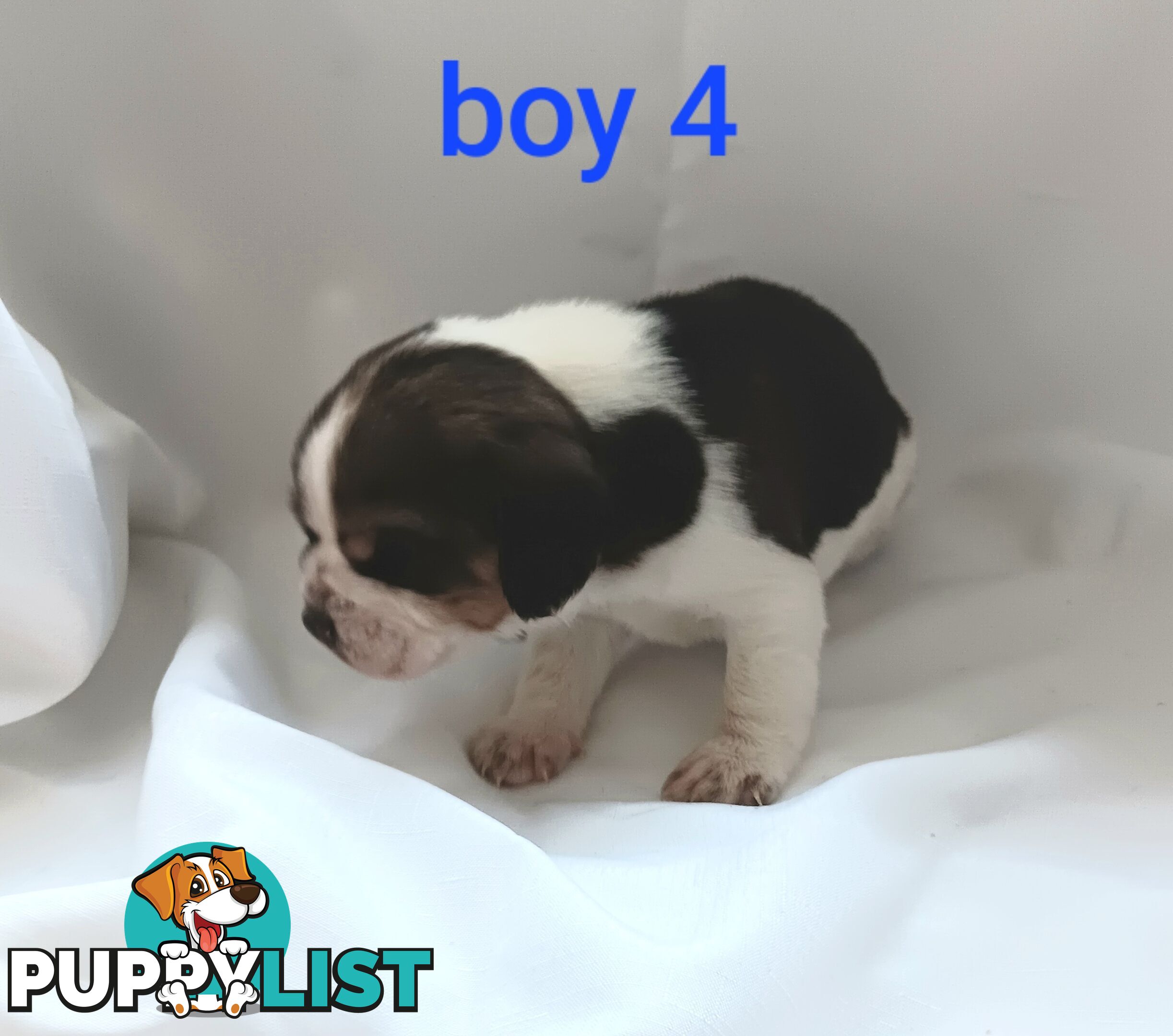 Purebred Beagle puppies for Sale