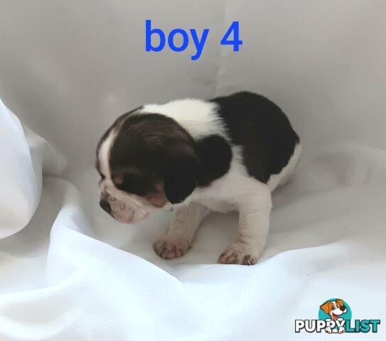 Purebred Beagle puppies for Sale