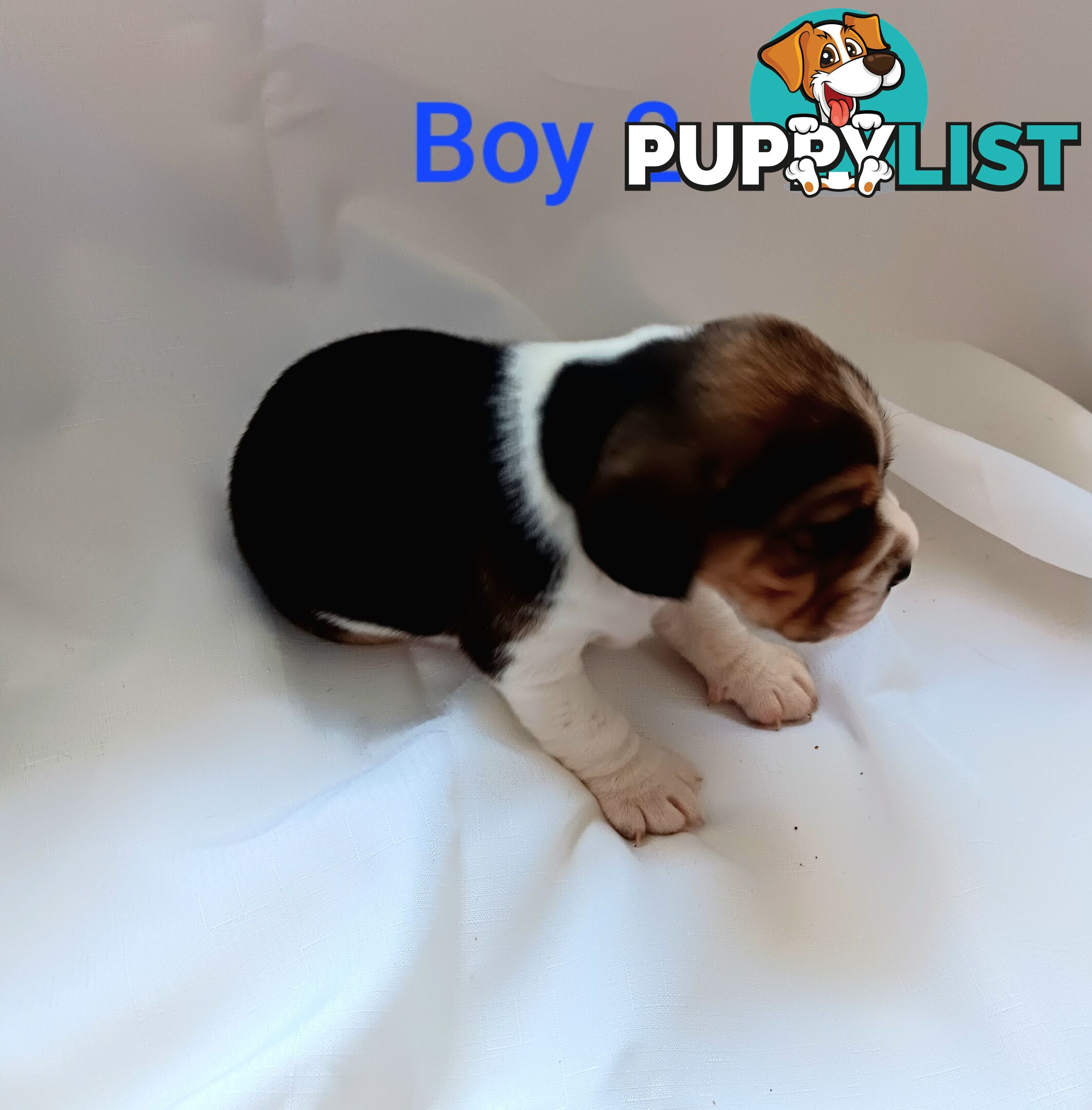 Purebred Beagle puppies for Sale