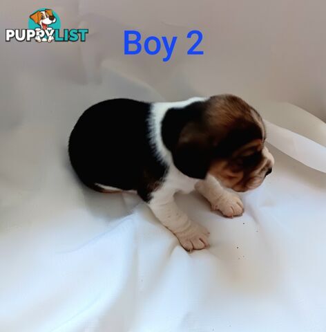 Purebred Beagle puppies for Sale