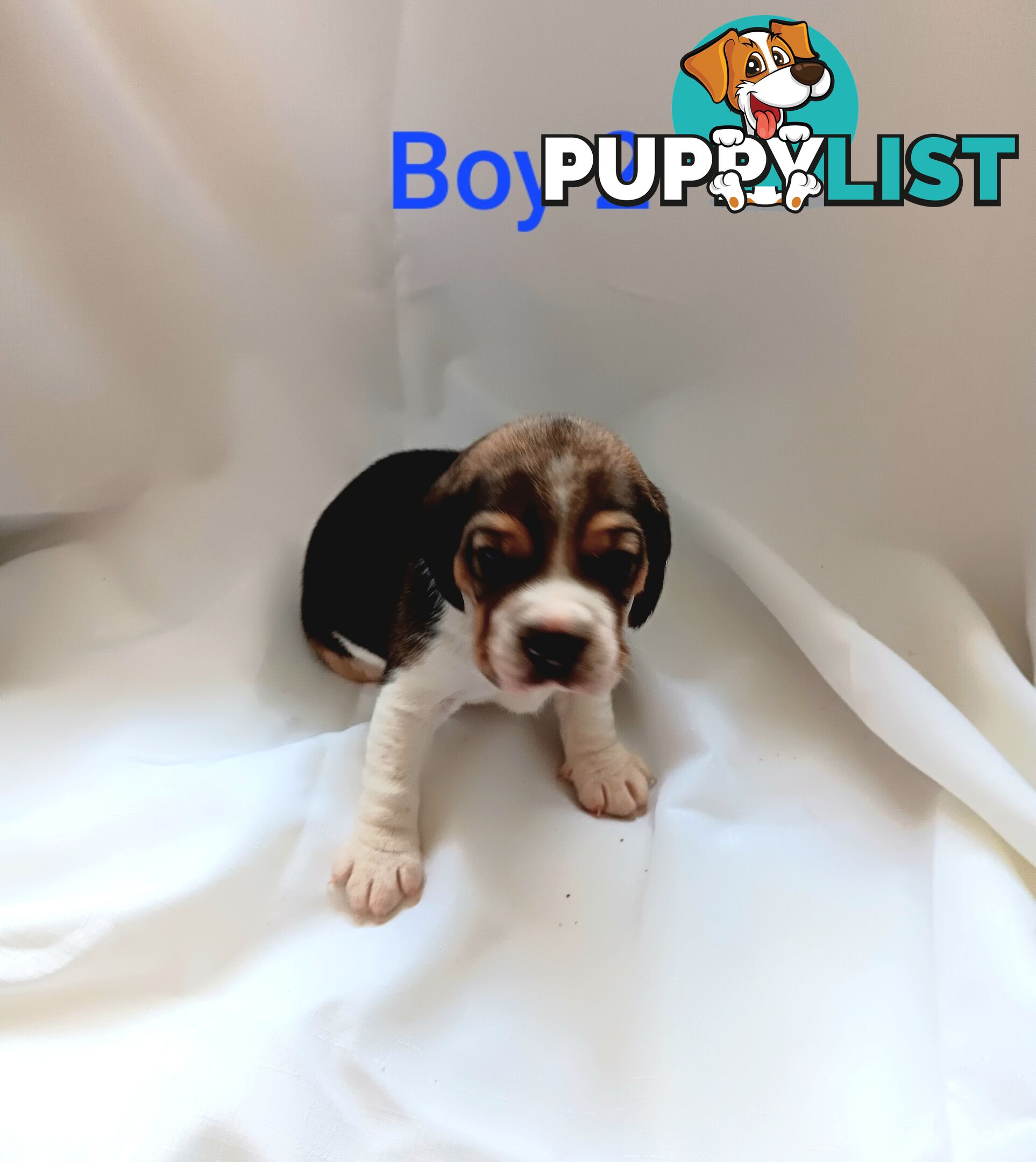 Purebred Beagle puppies for Sale