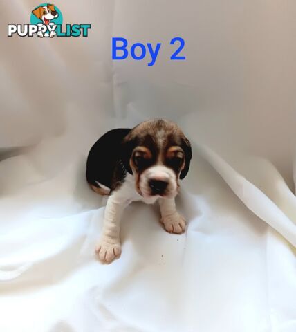 Purebred Beagle puppies for Sale