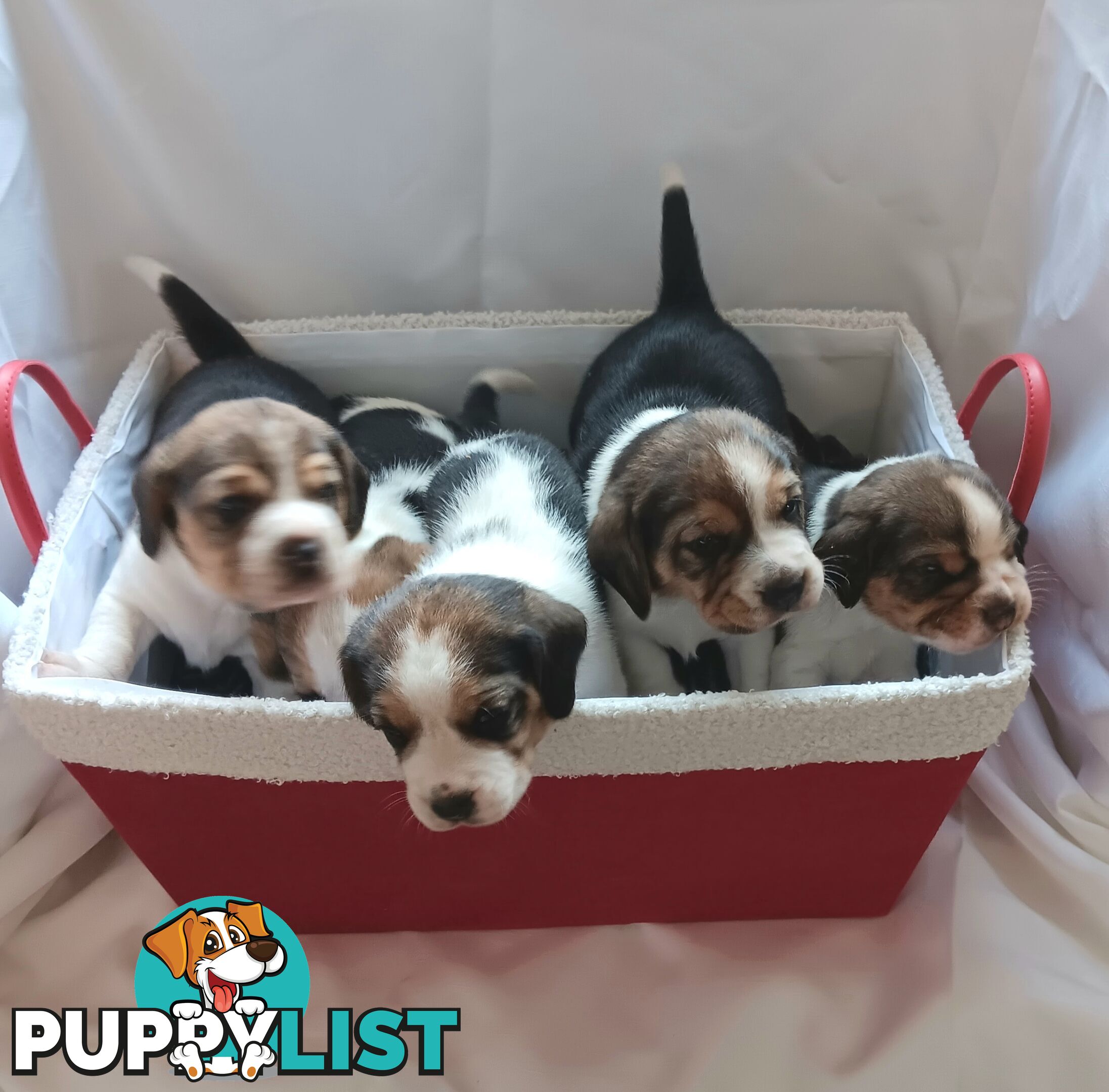 Purebred Beagle puppies for Sale