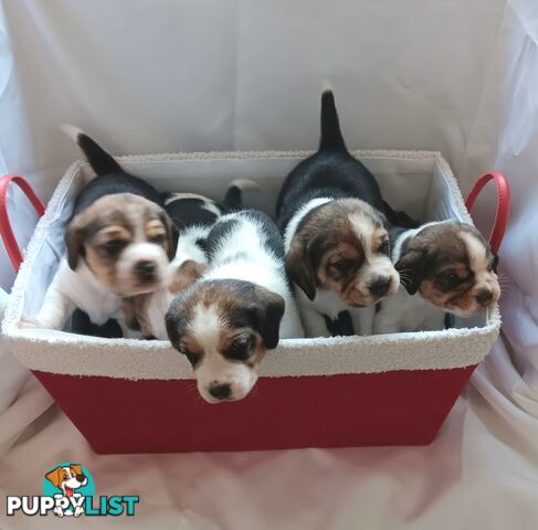 Purebred Beagle puppies for Sale