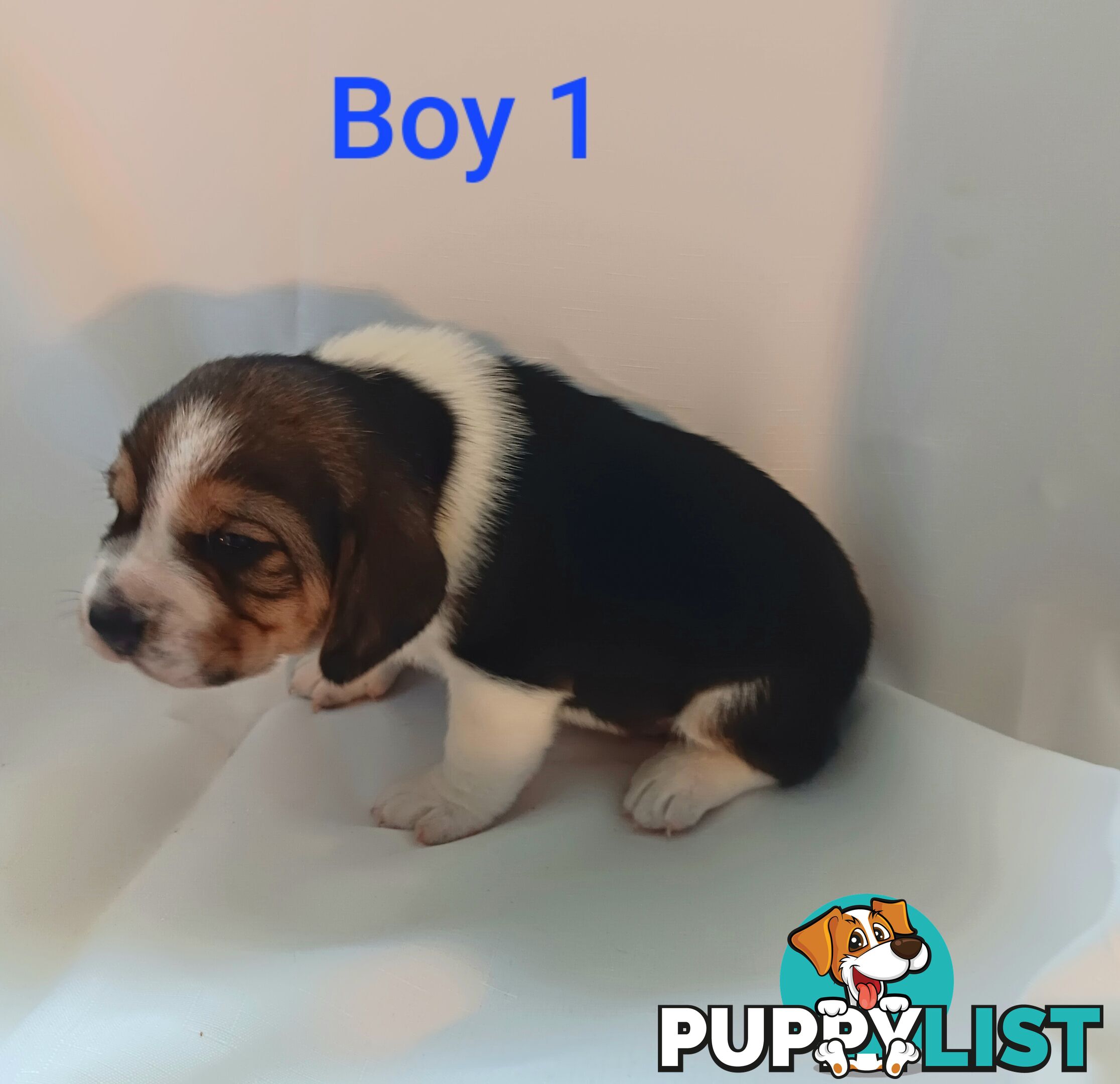 Purebred Beagle puppies for Sale