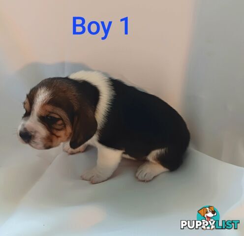 Purebred Beagle puppies for Sale