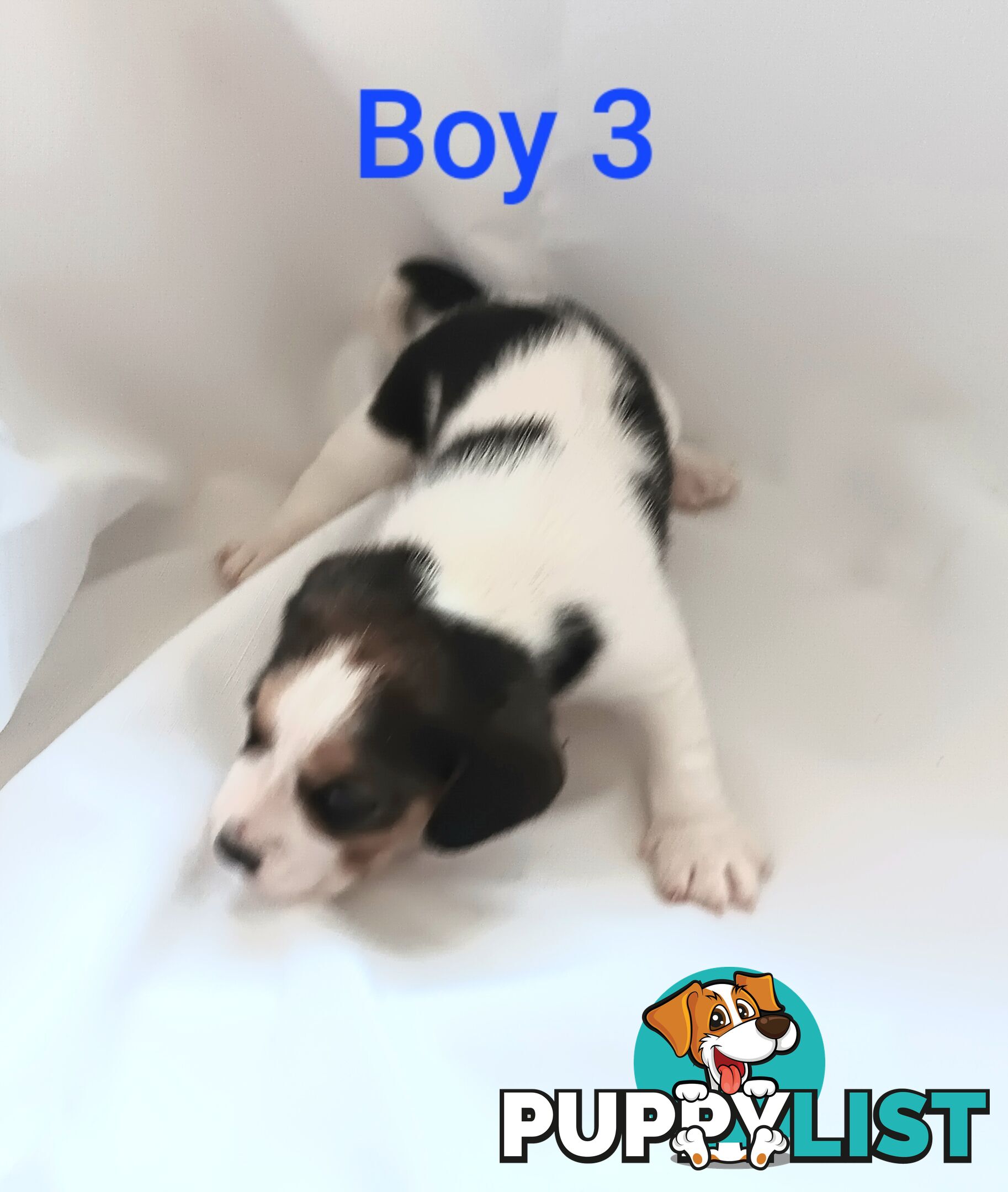 Purebred Beagle puppies for Sale