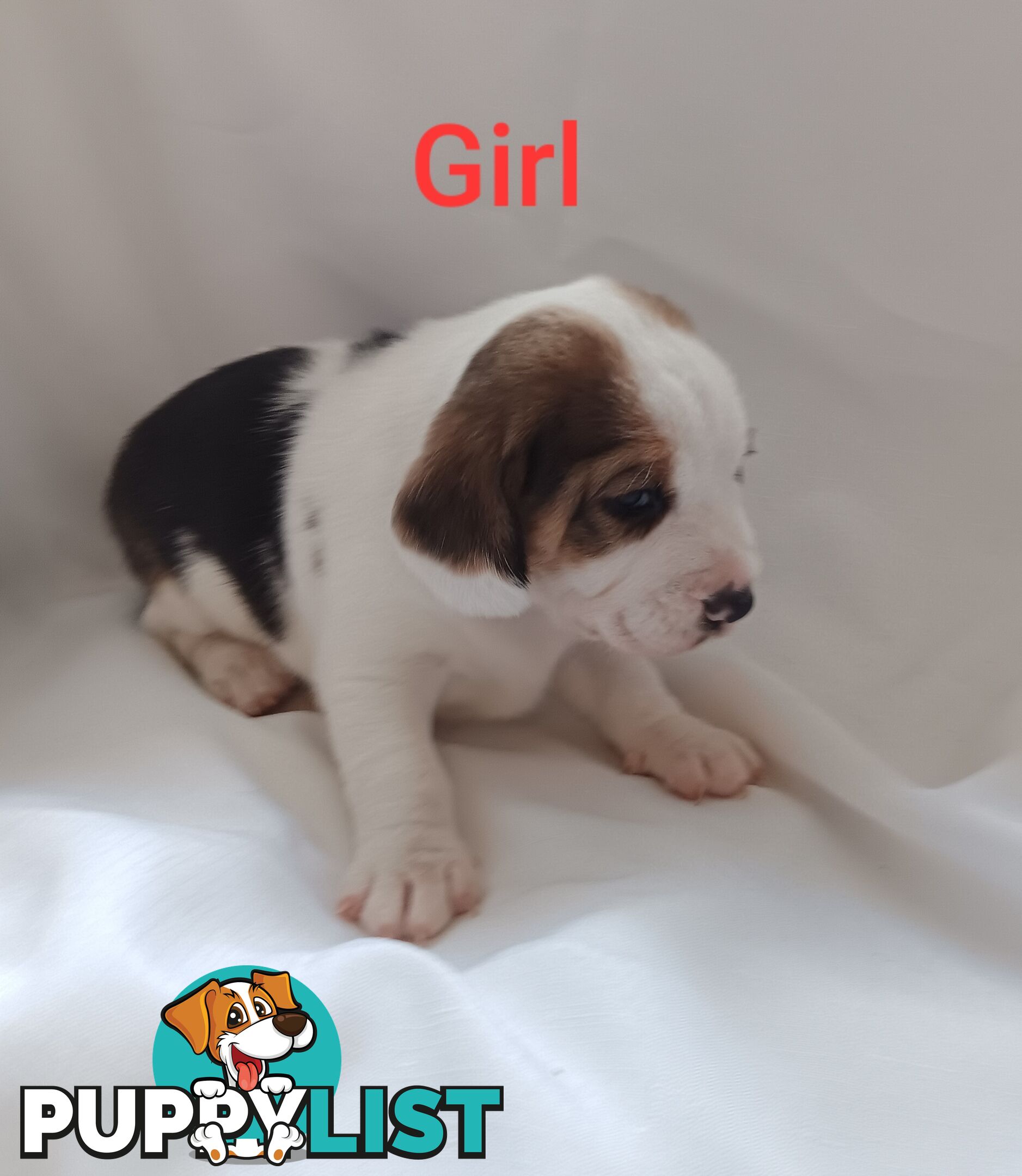 Purebred Beagle puppies for Sale