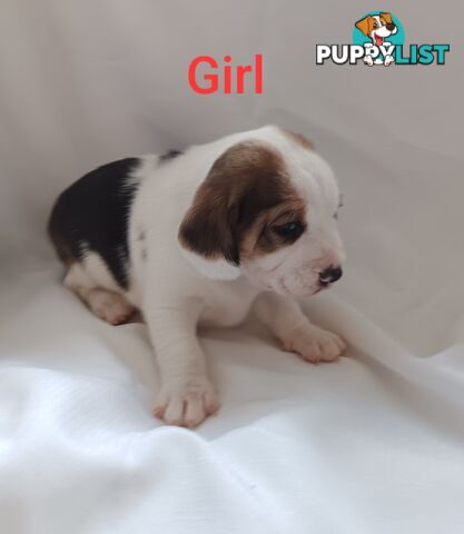 Purebred Beagle puppies for Sale