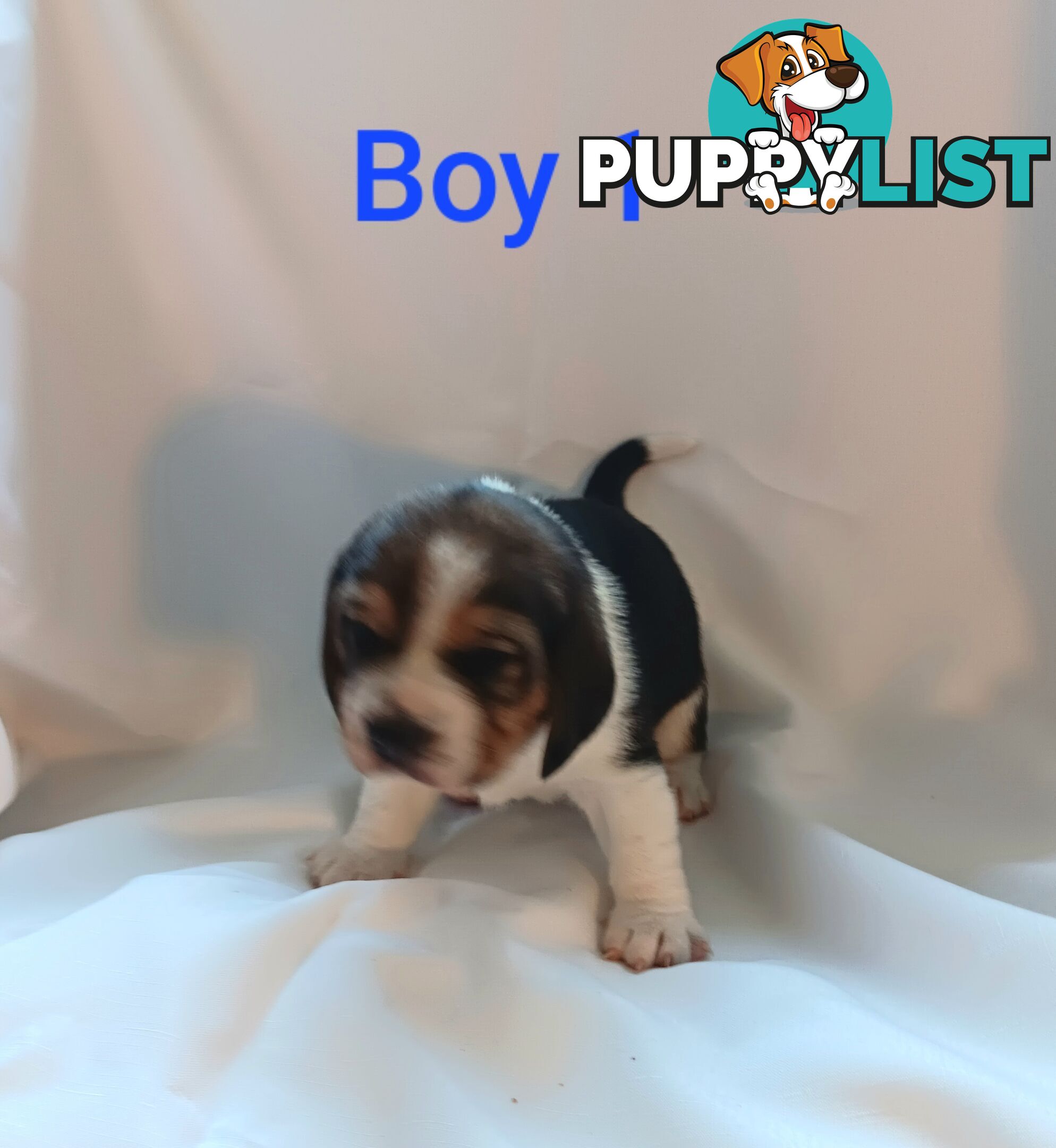 Purebred Beagle puppies for Sale