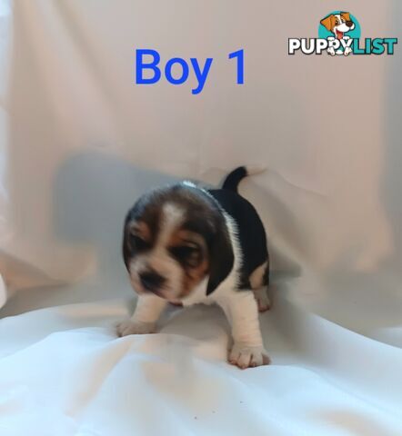 Purebred Beagle puppies for Sale