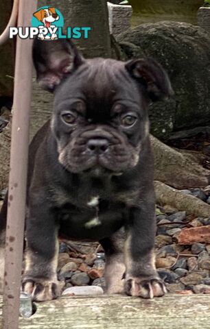 French bulldog puppy 