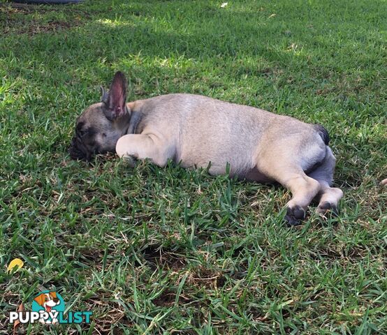 French bulldog puppy 